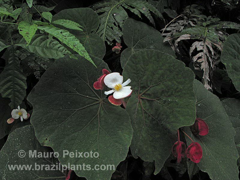 B. toledoana